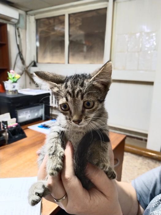 Отдам котят в ответственные руки