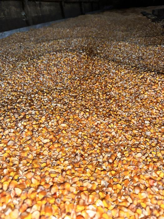 ‼️Vând porumb boabe,și cucuruzi‼️