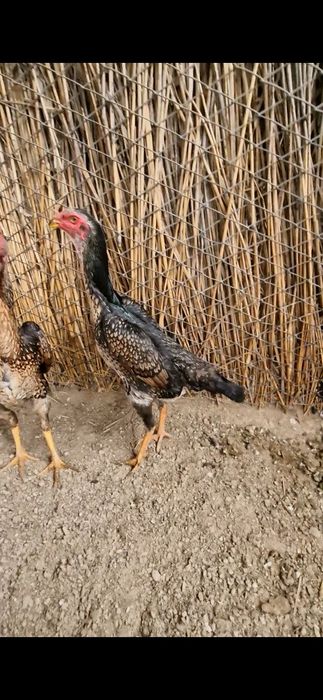 Шамо таза линиядан