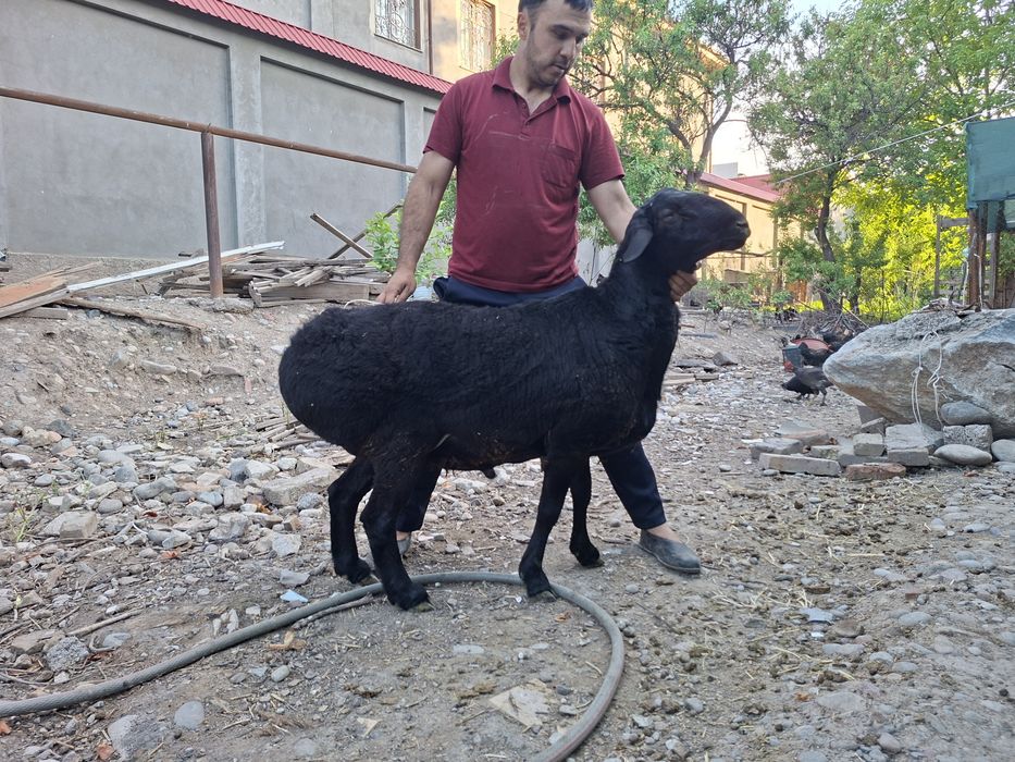 Quchqorlar sotiladi. 40-50 kilolilari bor.
