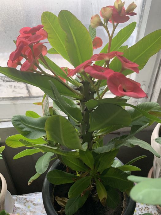 Комнатные растения