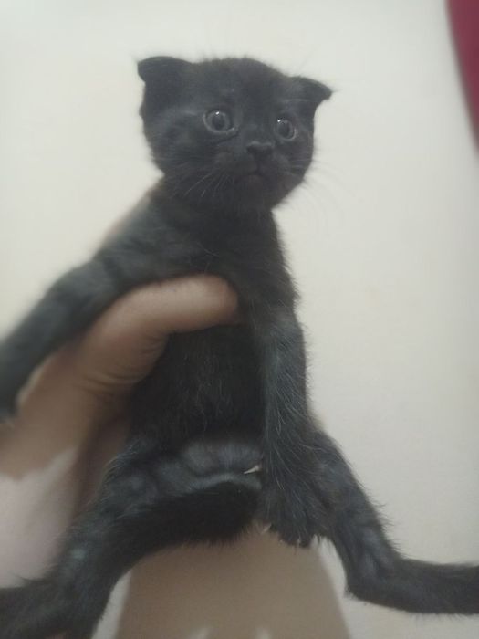 продается веслоухий котёнки