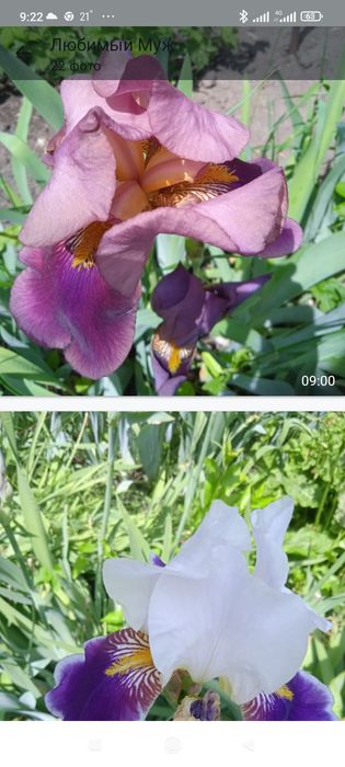 Продам ирисы яркие сортовые