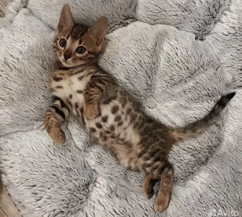 Бенгальские котята