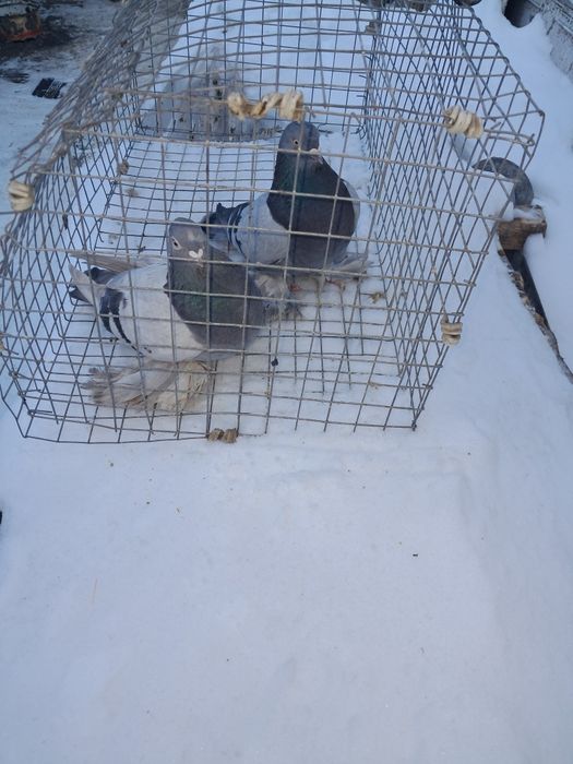 Породистые голуби