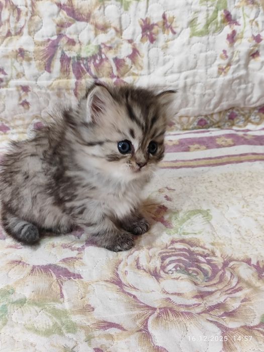 Продается Скоттиш страйт девочка