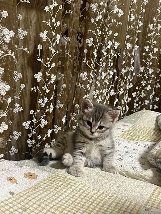 Срочно продам котёнка девочку