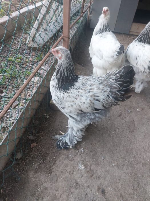 Куры цыплята породистые