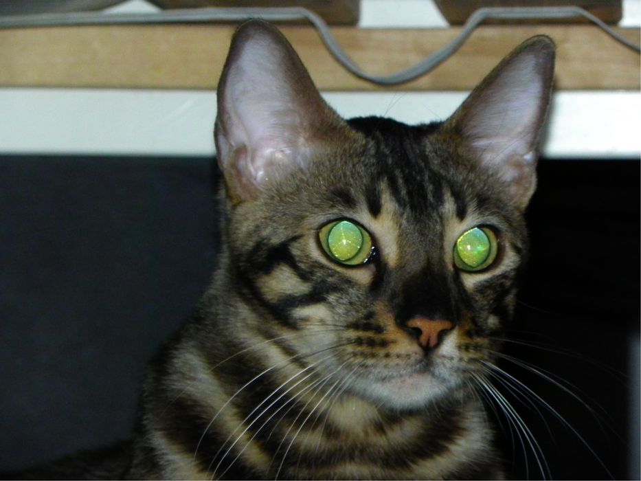 Бенгальский кот, с документами