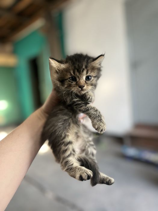 Отдам красивых котят