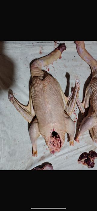 Қаздар Гуси семіз