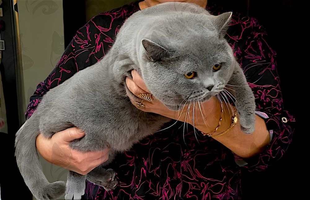 Британские короткошерстные котята премиум класса!