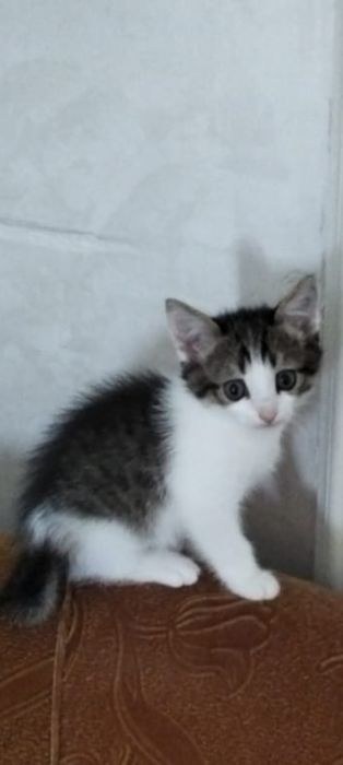 Отдам котят  добрые руки