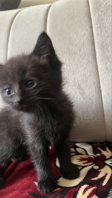 Отдаем котят в добрые руки