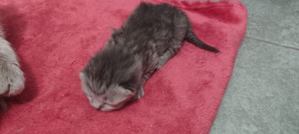 Вязка. Опытный Шотландский кот.