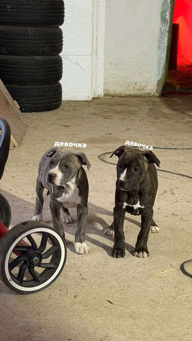 Продаются щенки АМСТАФ