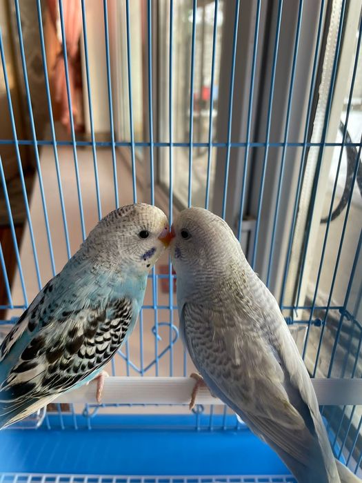 Попугай валнистые