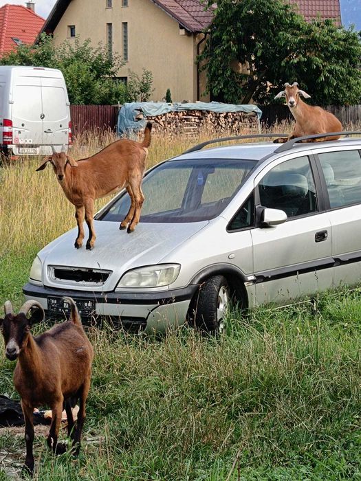 Vând 5 capre din rasa Alpină Franceză. Preț: 4.800 lei.