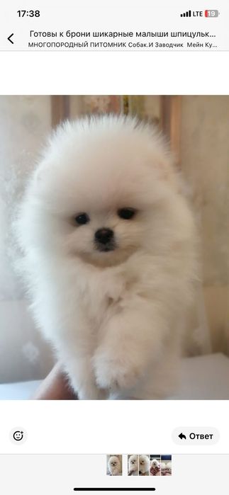 Профессиональный питомник собак