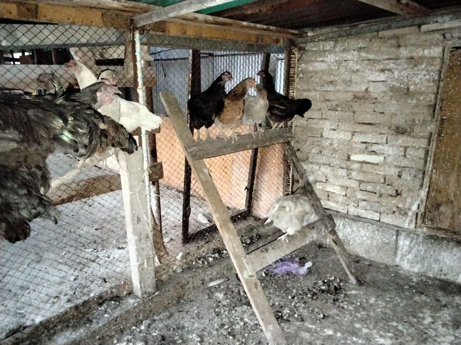 Тауықтар барлығы туады