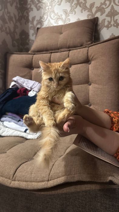 Норвежский лесной котенок