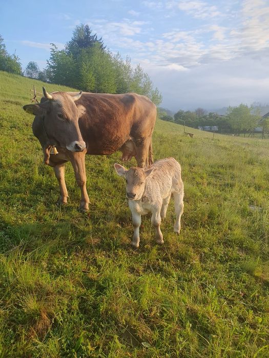 Vaca bruna de maramures