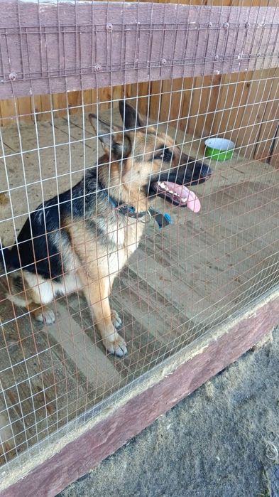 Чистокровная немецкая овчарка