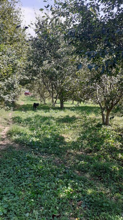 casă  teren  2800 mp Poiana Sărată