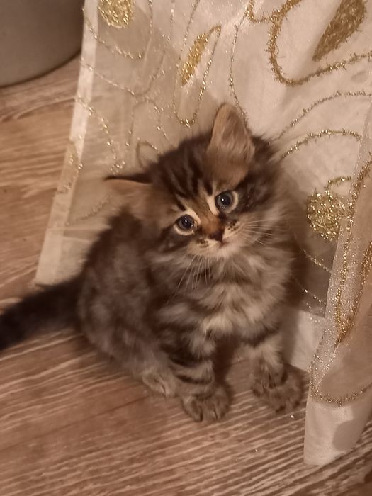 Отдам котят  породистые