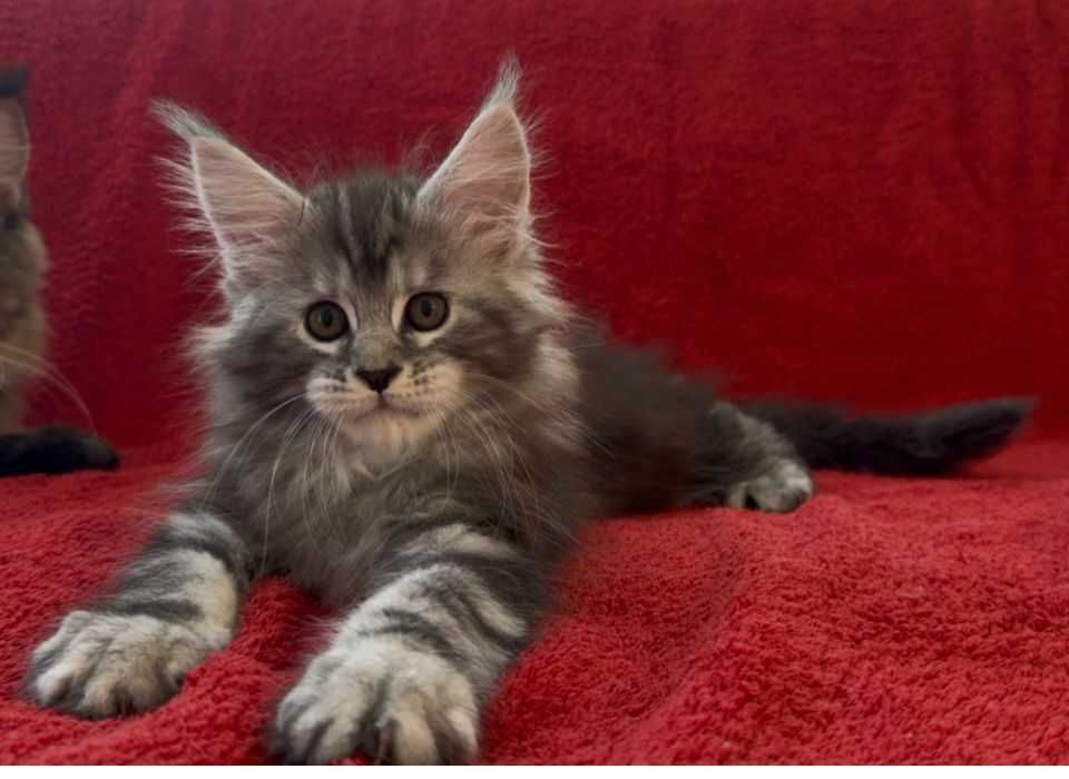 Котенца мейн куун