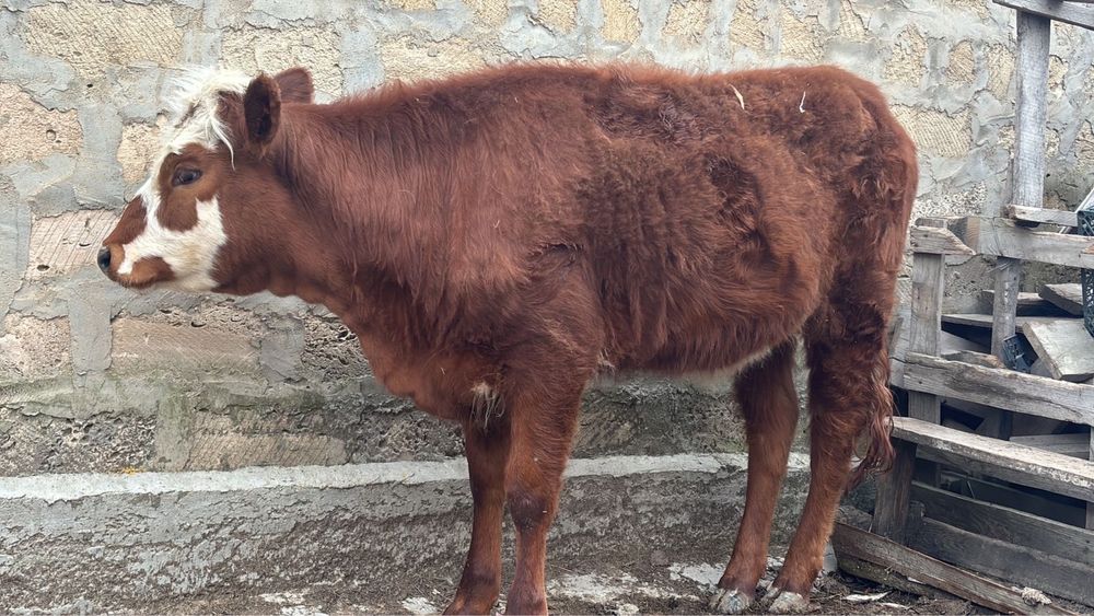 Сиыр қашар 1 жасар