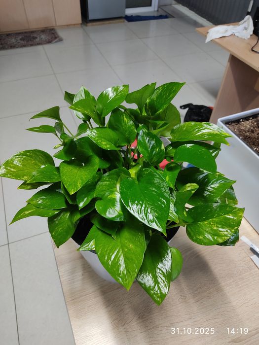 Уход за комнатными растениями