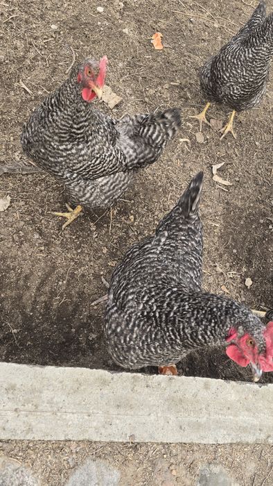 Цыплята суточные