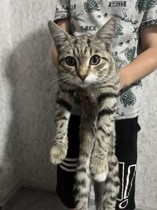 Отдам даром кошку