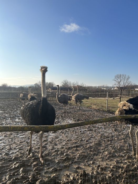 Vand doua familii de struți!