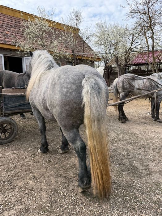 Mânză Sura de Vânzare