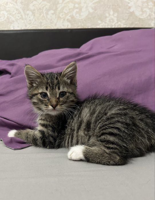 Котенок мальльчик ищет дом .