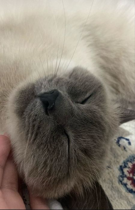 Кошка 5 0000 тг.