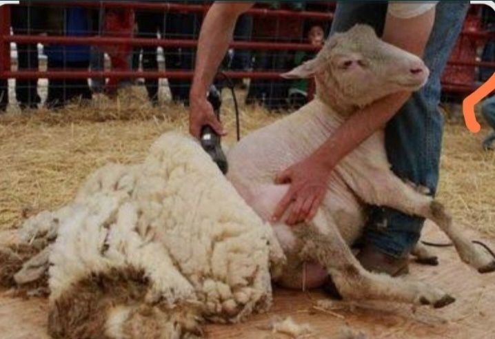 Samarqand viloyati bo'yicha qo'y yungini mashinkada olish xizmati