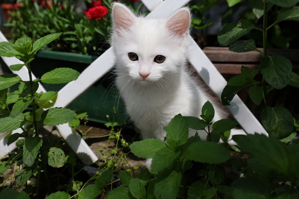 Продаются котята