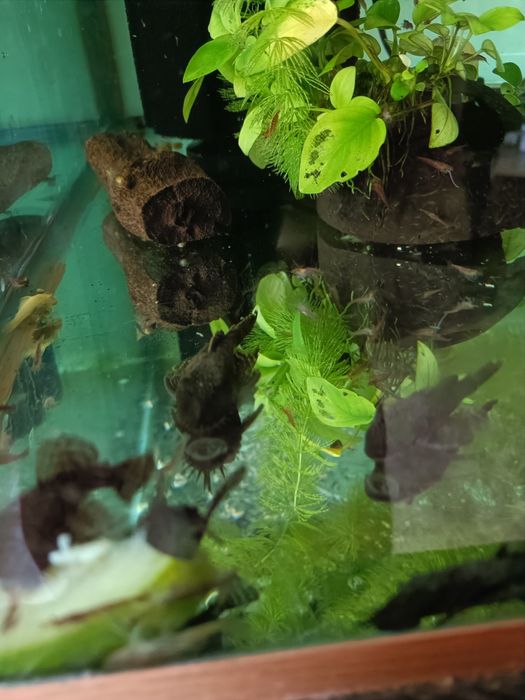 Сомики анциструсы 5 см. Самцы.