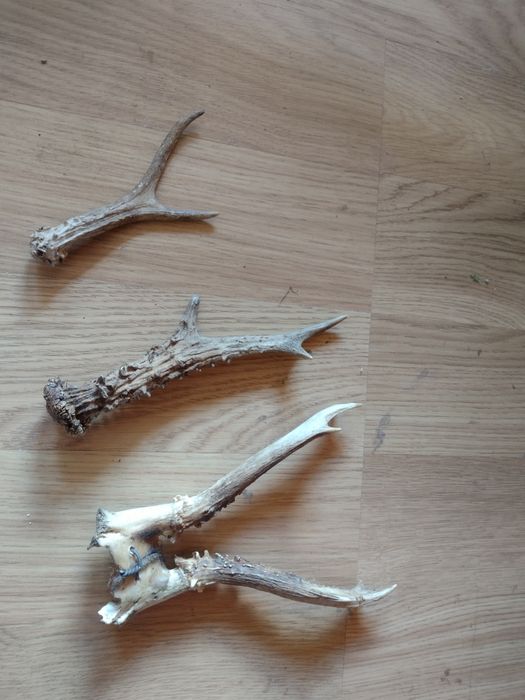 De vanzare COARNE