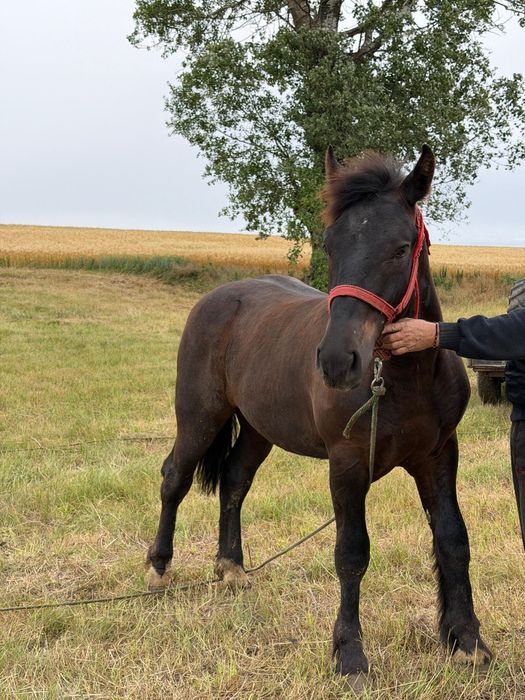 Mânz  semigreu vârstă un 1 an și părinți în poze