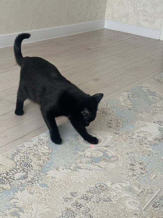 Отдам кота в добрые руки
