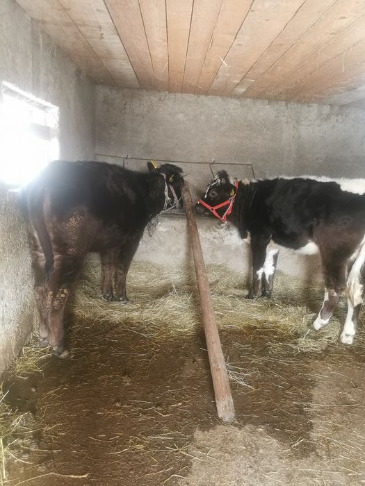 De vanzare doua junici de prasila sau de abator preț informativ 11000r