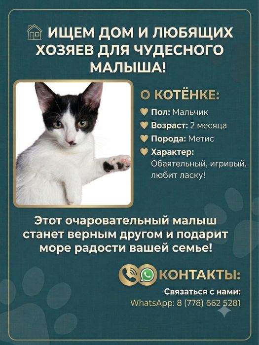 Отдам в хорошие руки котика