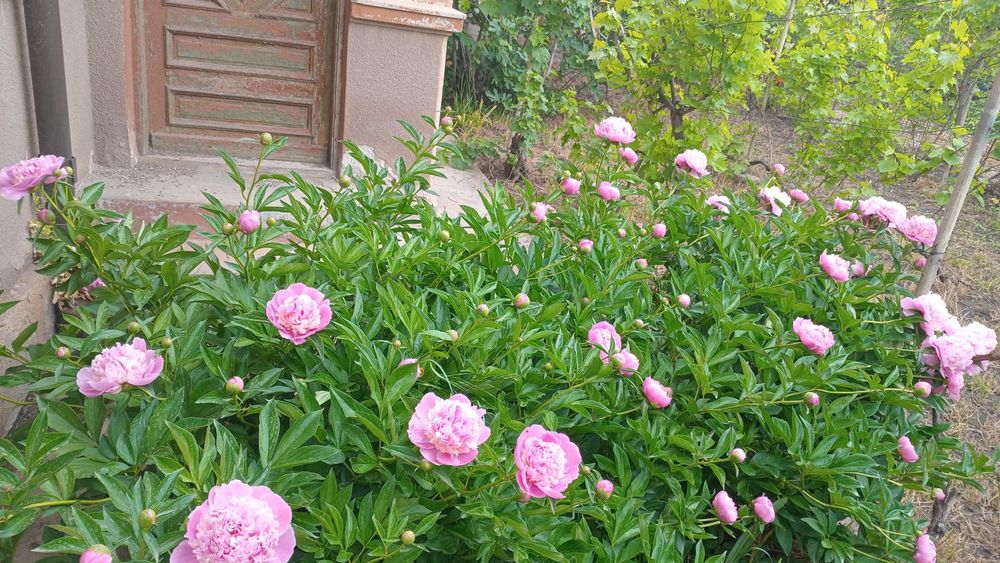 Servicii de curatat gradini