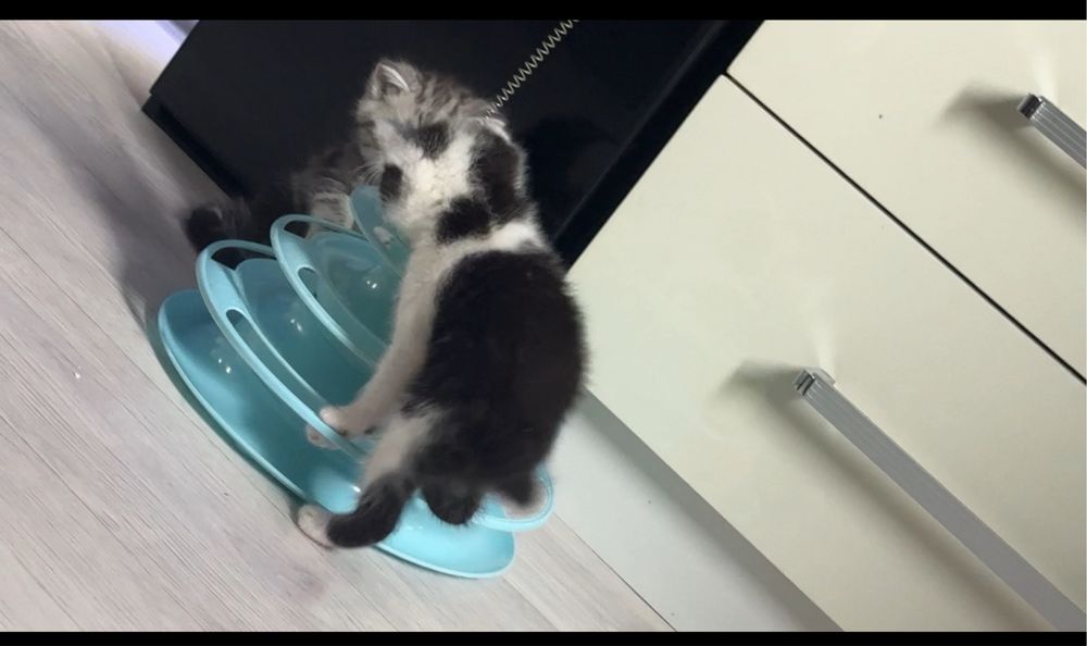 Отдам котенка игривая девочка