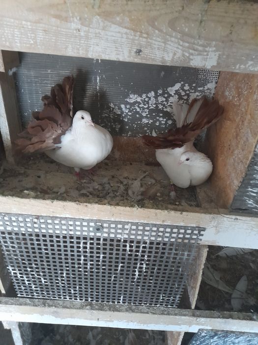 Porumbei făuri..