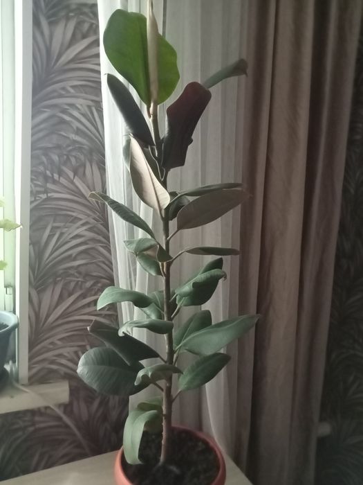 Продам фикус 80 см